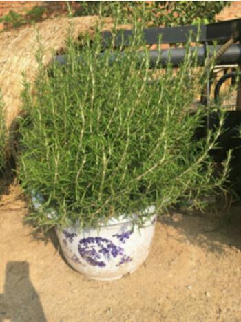 怎樣給迷迭香盆景做造型設(shè)計